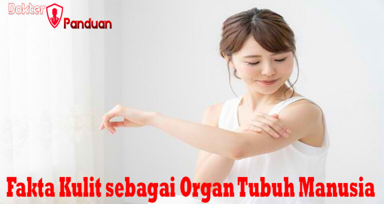 Fakta Kulit sebagai Organ Tubuh Manusia