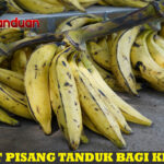 Manfaat Pisang Tanduk bagi Kesehatan