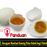 Beragam Manfaat Kuning Telur Bebek bagi Tubuh