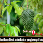 Manfaat Daun Sirsak untuk Kanker yang jarang di ketahui